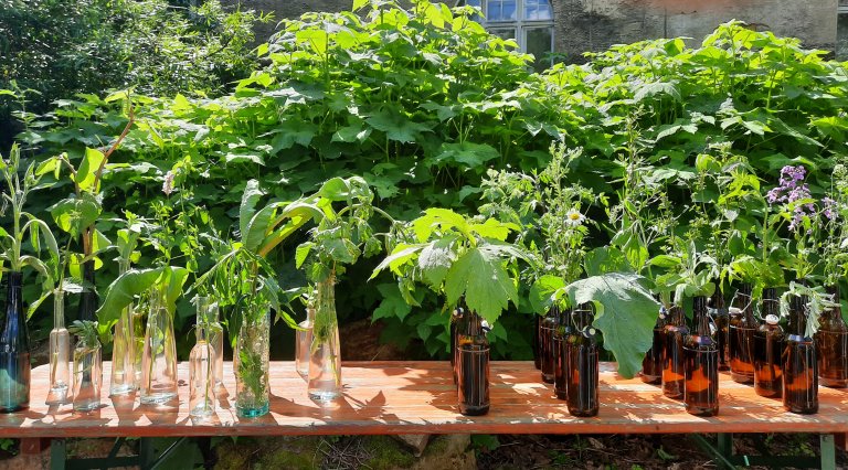 kräuterführerausbildung